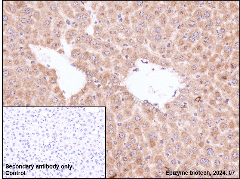 Anti-c-Fos Rabbit mAb [54L91B78]