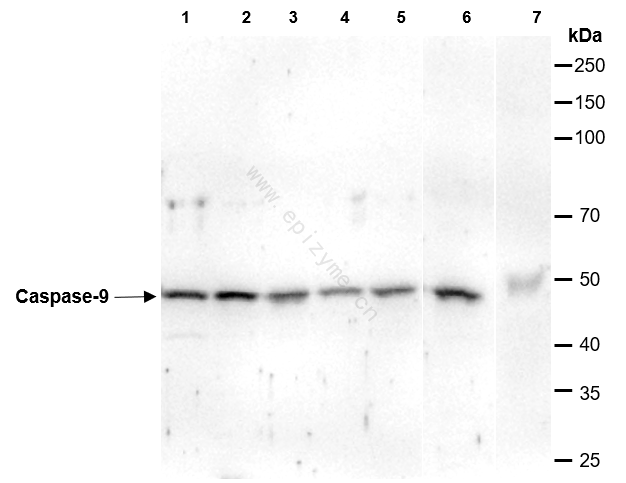Anti-Caspase 9 Rabbit mAb [80M82L11]