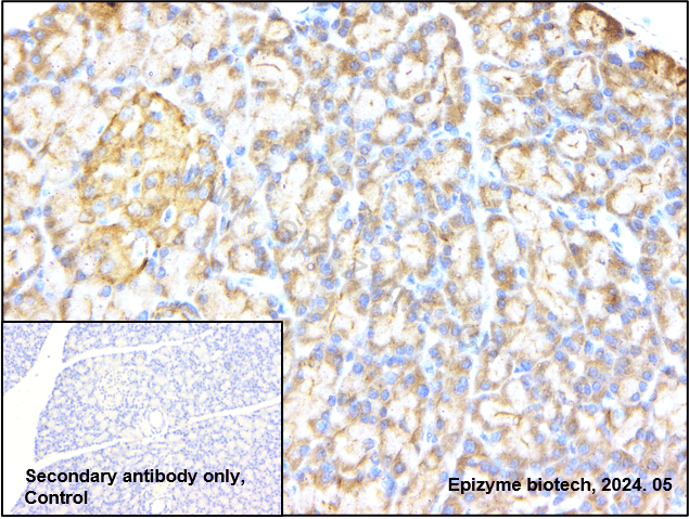 Anti-Caspase 9 Rabbit mAb [80M82L11]