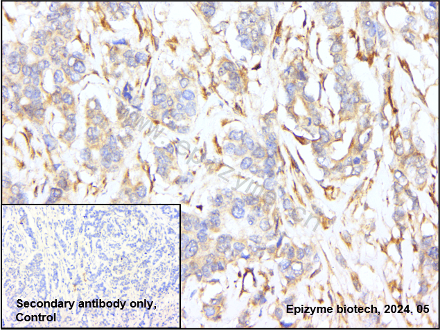 Anti-Caspase 9 Rabbit mAb [80M82L11]