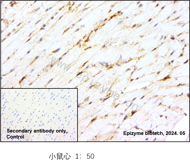 Anti-Caspase 9 Rabbit mAb [80M82L11]