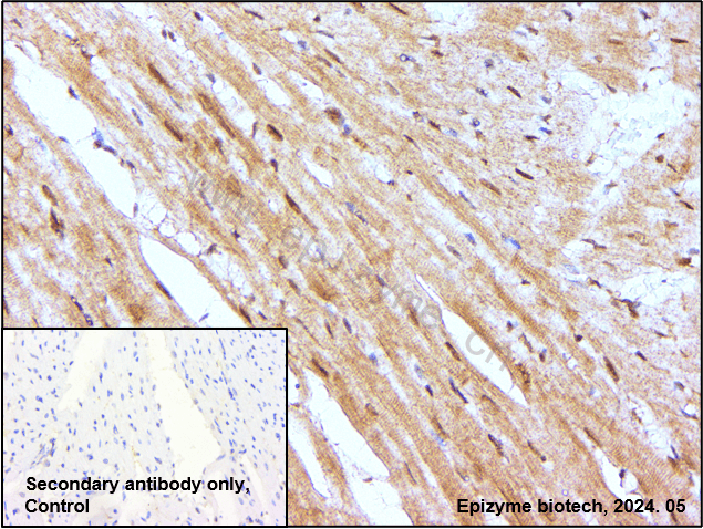 Anti-p38 Rabbit mAb [49C01B92]