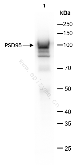 Anti-PSD95 Rabbit mAb [21E45F92]