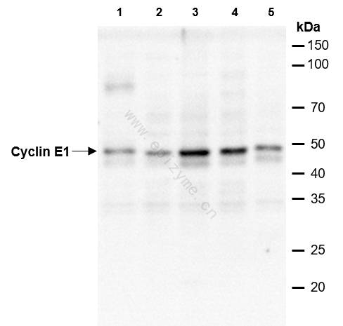 Anti-Cyclin E1 Rabbit mAb [56E11C04]