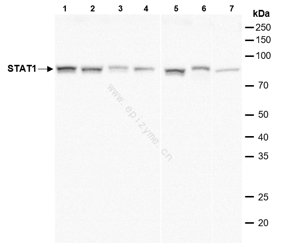 Anti-STAT1 Rabbit mAb [26C92E46]