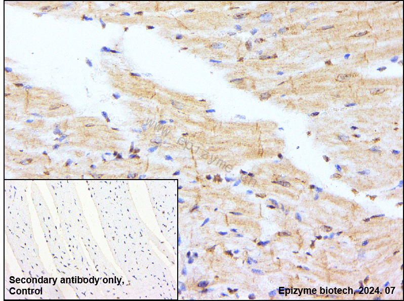 Anti-Phospho-AMPK alpha 1 (Thr183)/AMPK alpha 2 (Thr172) Rabbit mAb [48F92M22]