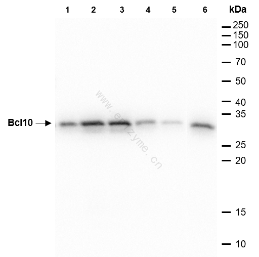 Anti-Bcl10 Rabbit mAb [27C91F46]