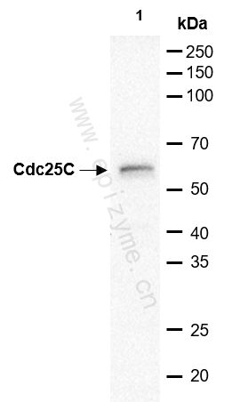 Anti-Cdc25C Rabbit mAb [71H34F57]