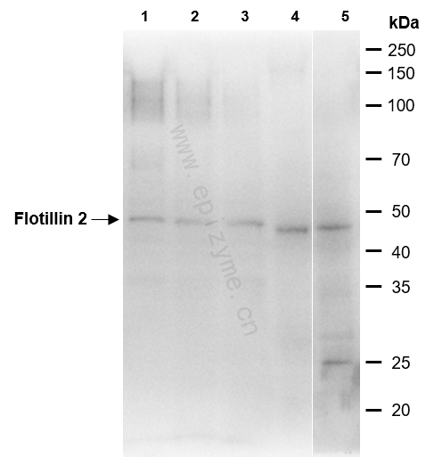 Anti-Flotillin 2 Rabbit mAb [90E21L43]