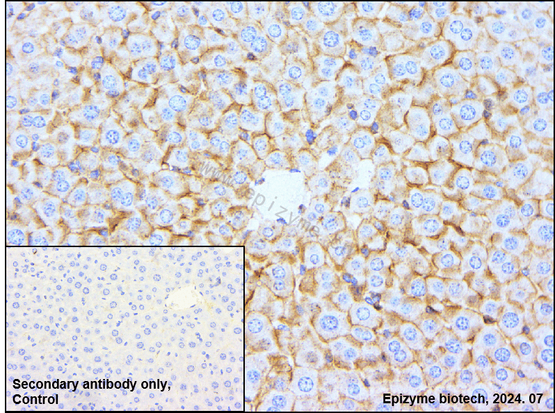 Anti-Flotillin 2 Rabbit mAb [90E21L43]