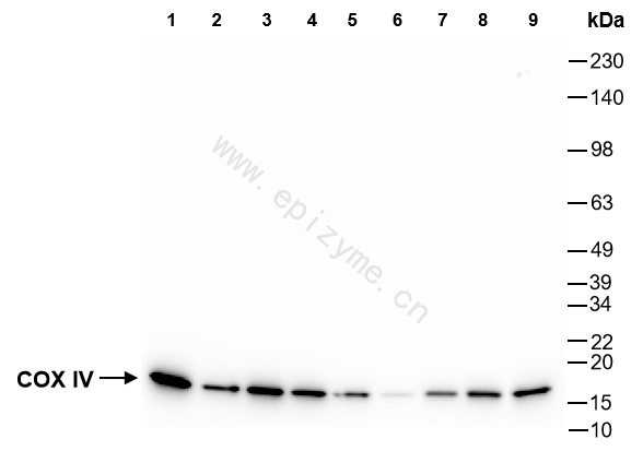 Anti-COX IV Rabbit mAb [91K78M61]