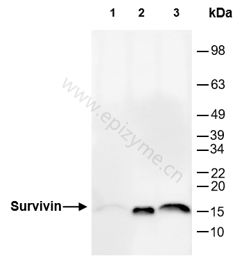 Anti-Survivin Rabbit mAb [62H08D19]