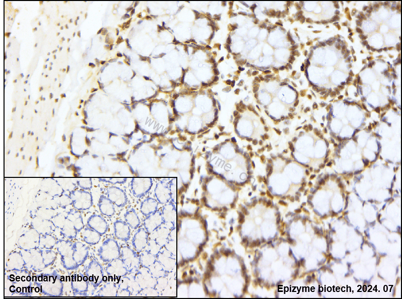 Anti-Phospho-CREB (Ser133) Rabbit mAb [83G12F48]