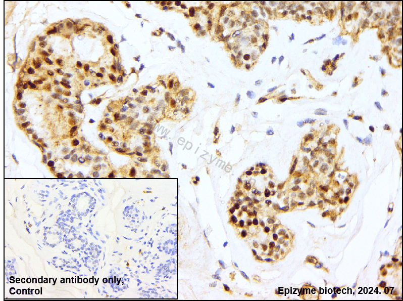 Anti-Phospho-CREB (Ser133) Rabbit mAb [83G12F48]