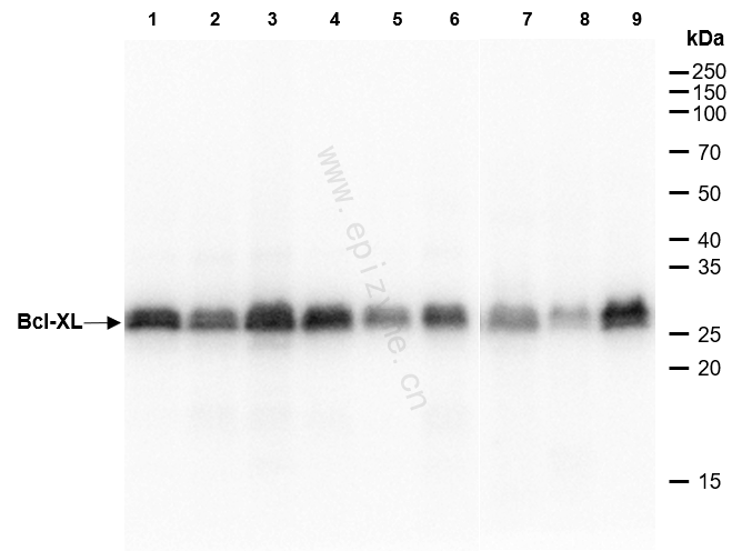 Anti-Bcl-XL Rabbit mAb [71A46G77]
