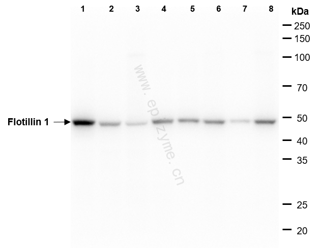 Anti-Flotillin 1 Rabbit mAb [39M15E57]
