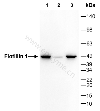 Anti-Flotillin 1 Rabbit mAb [39M15E57]