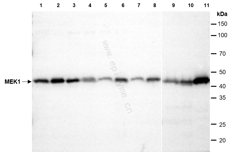 Anti-MEK1 Rabbit mAb [30C09G39]