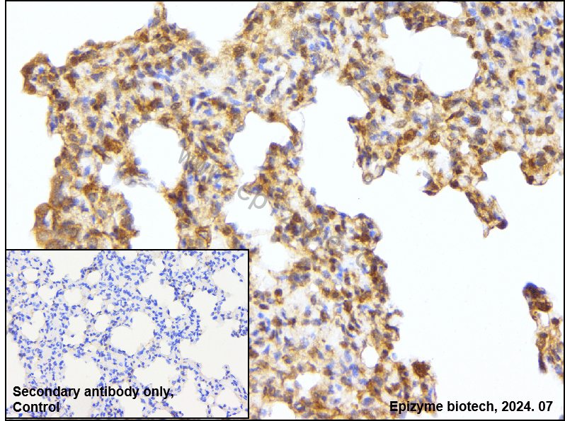 Anti-MEK1 Rabbit mAb [30C09G39]