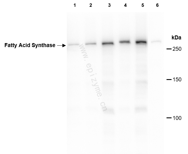Anti-Fatty Acid Synthase Rabbit mAb [61B05N91]