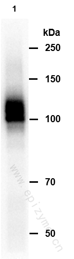 Anti-Amyloid Precursor Protein Rabbit mAb [90M18E62]