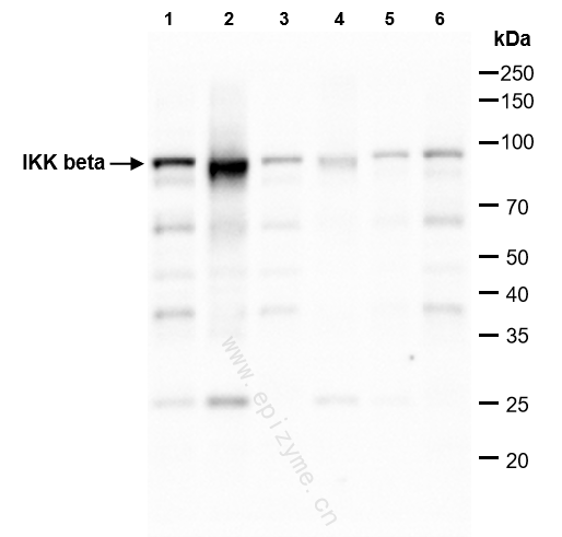 Anti-IKK beta Rabbit mAb [64H71B09]