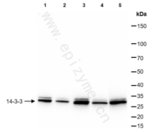 Anti-14-3-3 Rabbit mAb [24N91L04]