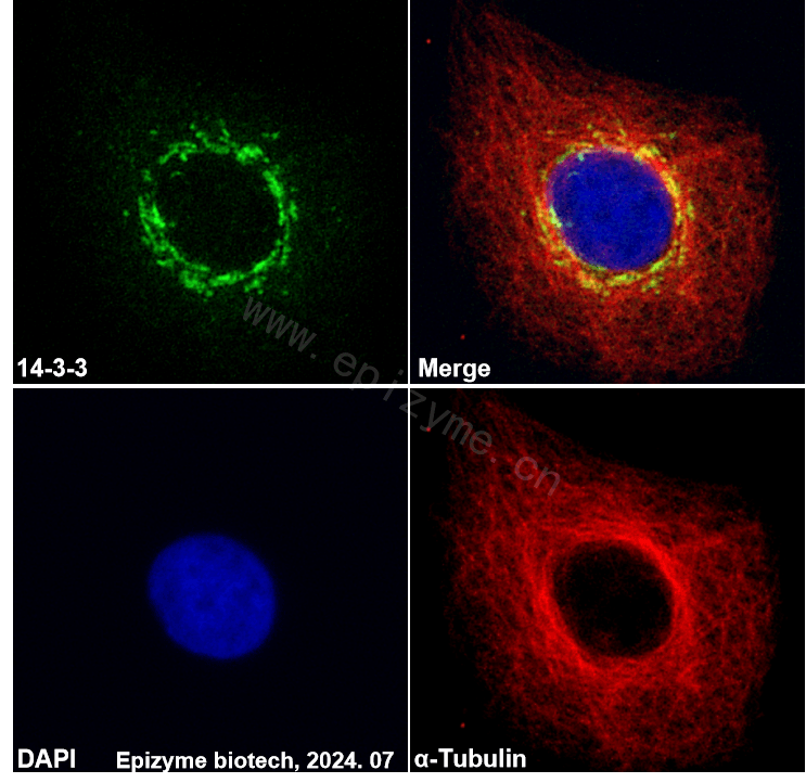 Anti-14-3-3 Rabbit mAb [24N91L04]