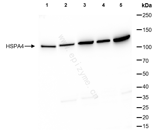 Anti-HSPA4 Rabbit mAb [27E01L62]