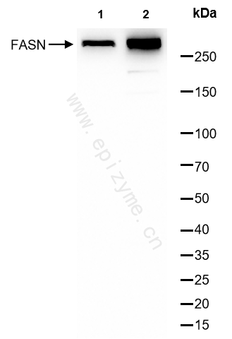 Anti-Fatty Acid Synthase Rabbit mAb [12P06M33]