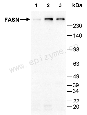 Anti-Fatty Acid Synthase Rabbit mAb [12P06M33]