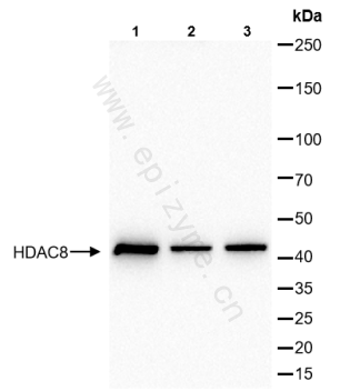 Anti-HDAC8 Rabbit mAb [91G01B73]