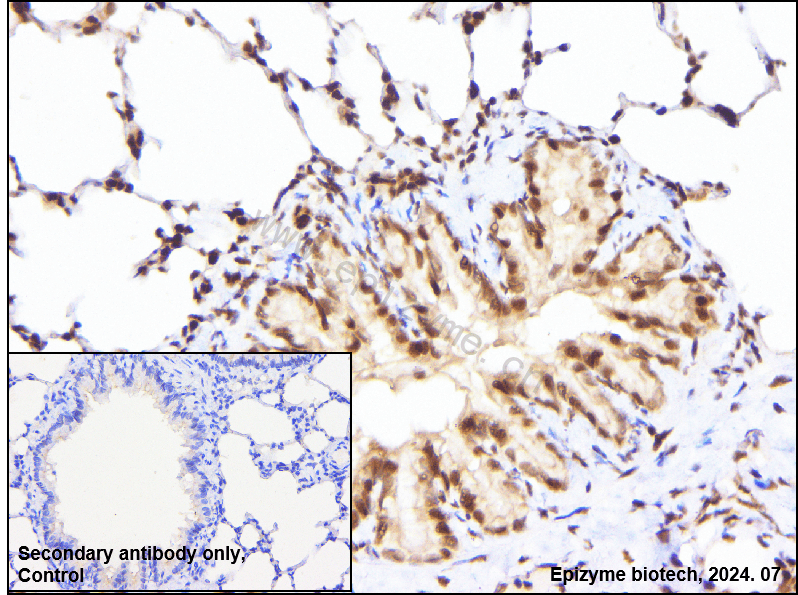 Anti-MiTF Rabbit mAb [48G04M77]