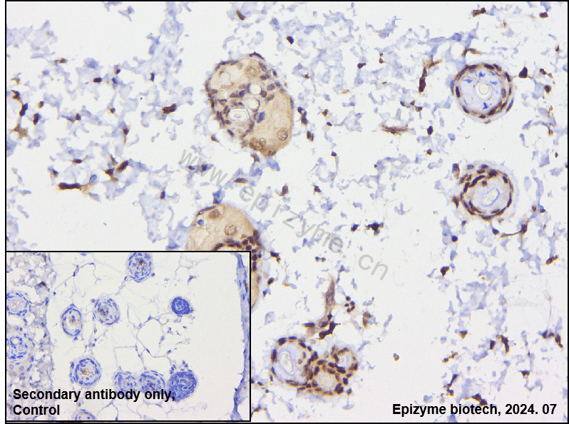 Anti-MiTF Rabbit mAb [48G04M77]