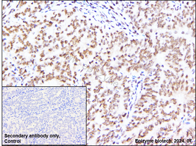 Anti-MiTF Rabbit mAb [48G04M77]
