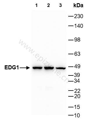 Anti-EDG1 Rabbit mAb [76F99R52]