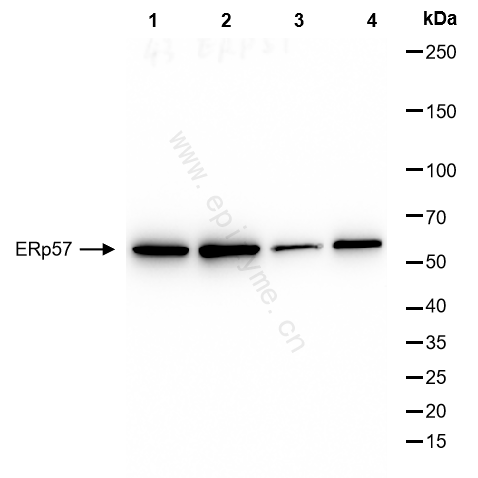 Anti-ERp57 Rabbit mAb [52S98N13]