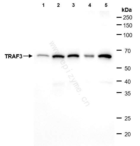 Anti-TRAF3 Rabbit mAb [96H00S24]