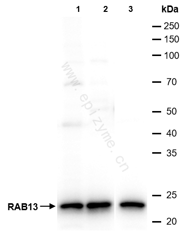 Anti-RAB13 Rabbit mAb [44L38A36]