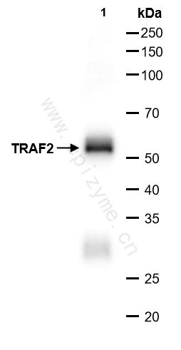 Anti-TRAF2 Rabbit mAb [57I21B35]