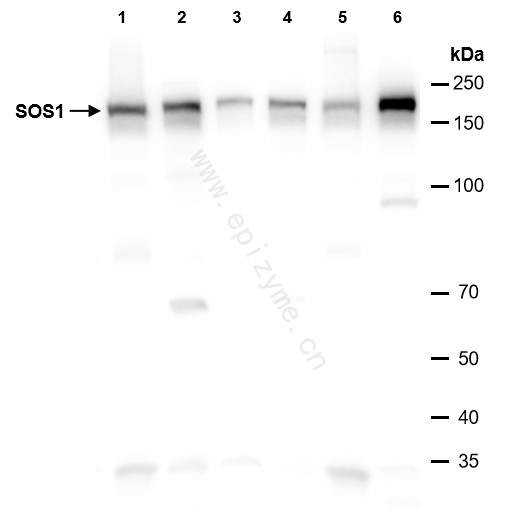 Anti-SOS1 Rabbit mAb [37R89E87]