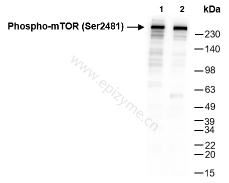 Anti-Phospho-mTOR (Ser2481) Rabbit mAb [89P95T30]