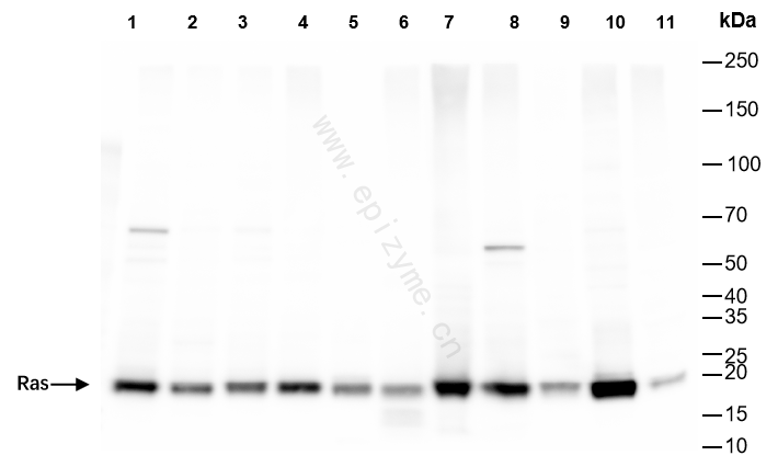 Anti-Ras Rabbit mAb [31L40H65]