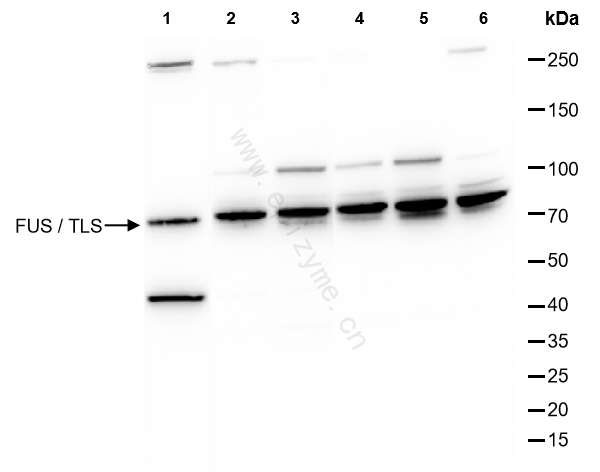 Anti-TLS/FUS Rabbit mAb [62K70I40]