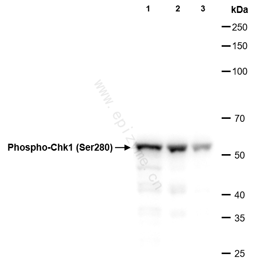 Anti-Phospho-Chk1 (Ser280) Rabbit mAb [69N38E22]
