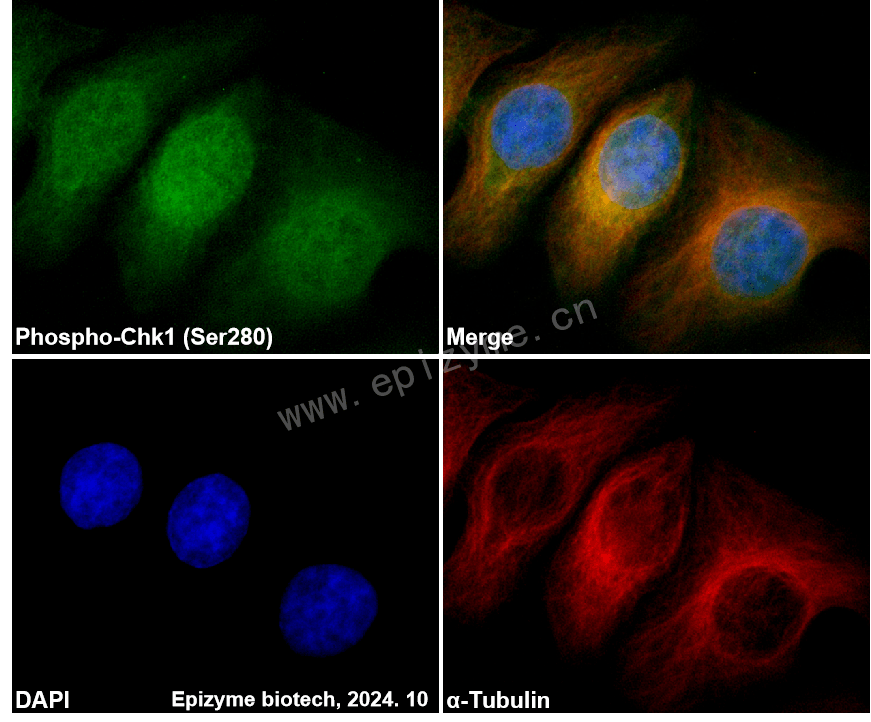 Anti-Phospho-Chk1 (Ser280) Rabbit mAb [69N38E22]