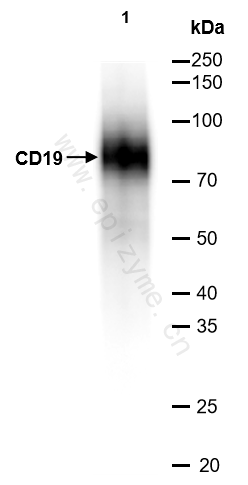 Anti-CD19 Rabbit mAb [57D96J43]