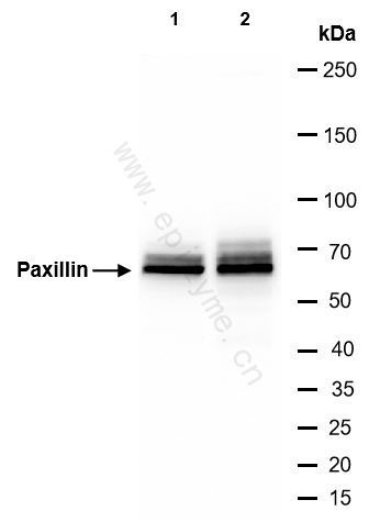 Anti-Paxillin Rabbit mAb [91A68I01]