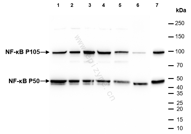 Anti-NF-KB p105/p50 Rabbit mAb [72Q88S90]