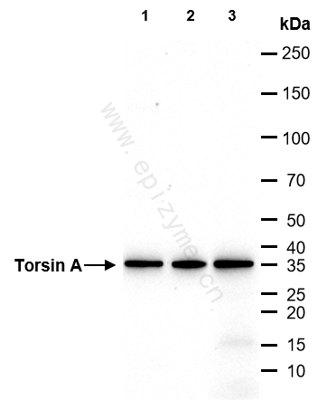 Anti-Torsin A Rabbit mAb [50B53A66]